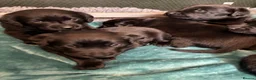 Labrador Retriever dogs for sale: Beautiful KC Registered Chunky Black Lab puppies  - Advert 3