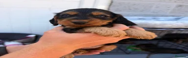 Tan & black female