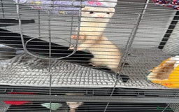 Ferret rodents for sale: 2 Female Ferrets - Image 4