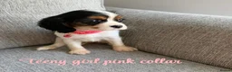 Cavalier King Charles Spaniel dogs for sale: Cavalier King Charles puppies  - Advert 16