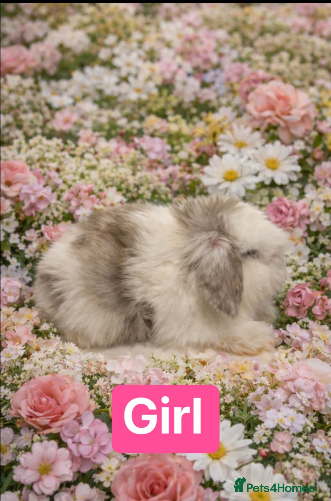 Mini Lop rabbits for sale: Pedigree Mini Lops ready !! 1 lilac tort doe left - Advert 2