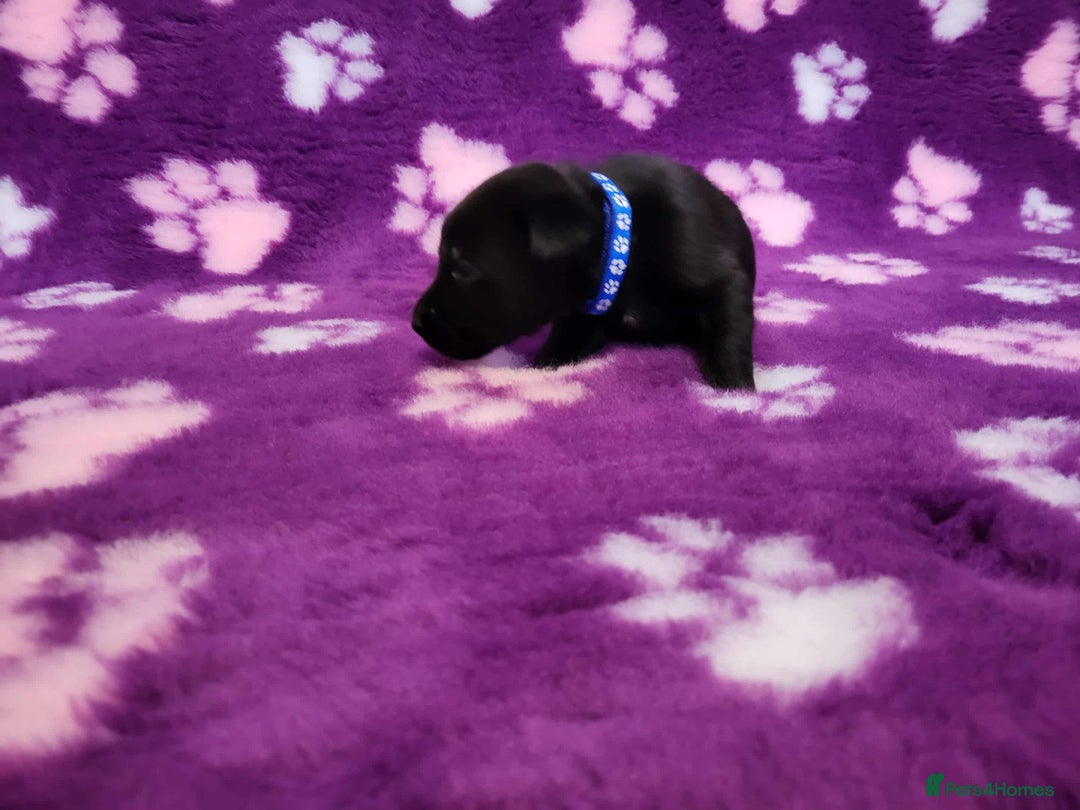 Labrador Retriever dogs for sale: KC registered yellow/black labrador puppies  - Image 16