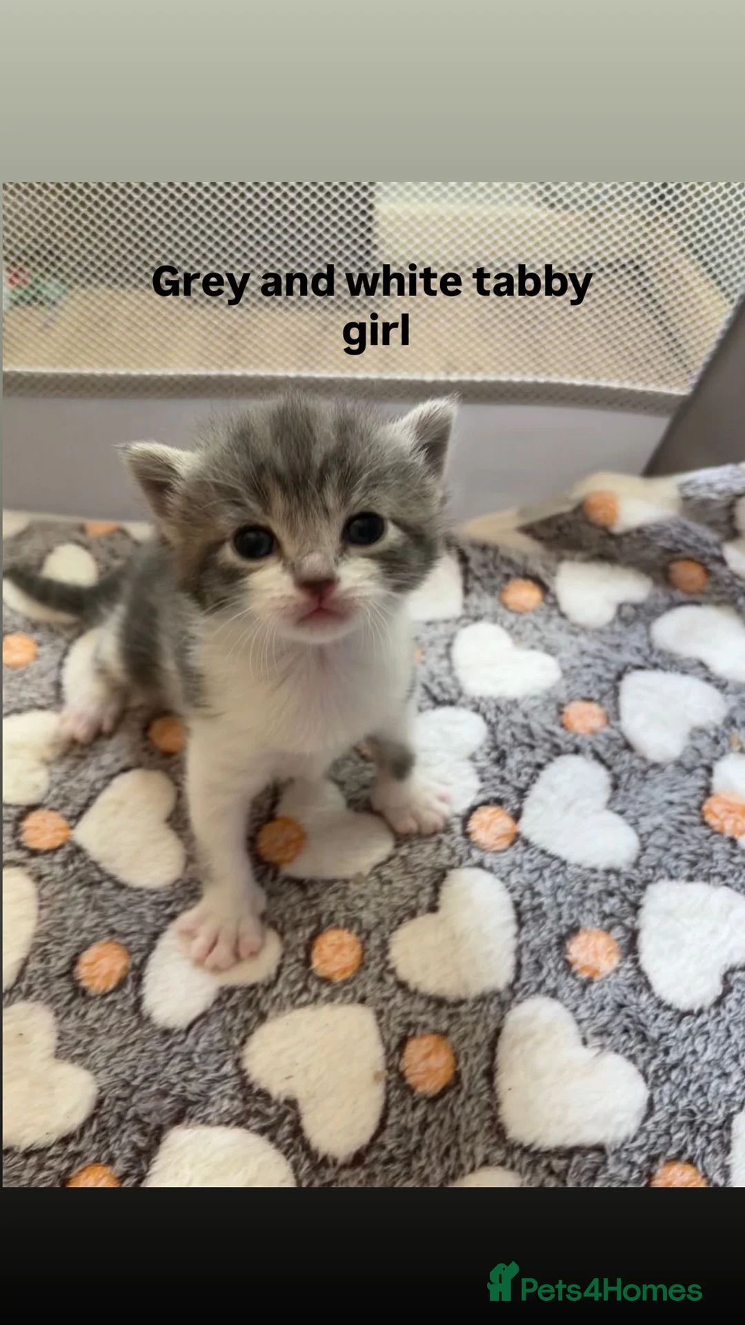 Domestic Shorthair cats for sale: Kittens for sale in Bournemouth - Advert 2