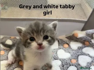 Domestic Shorthair cats Kittens for sale - Advert 2