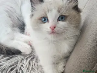 Ragdoll cats Ragdoll Tica Pedigree kittens - Advert 15