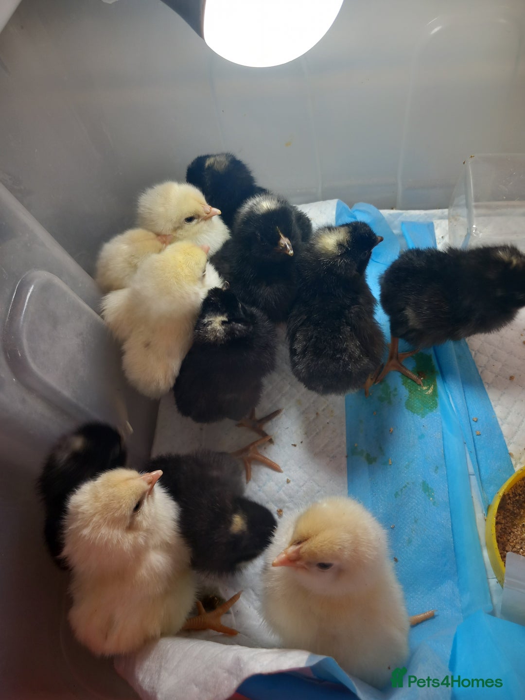 Chickens poultry for sale: Day old chicks - Image 2