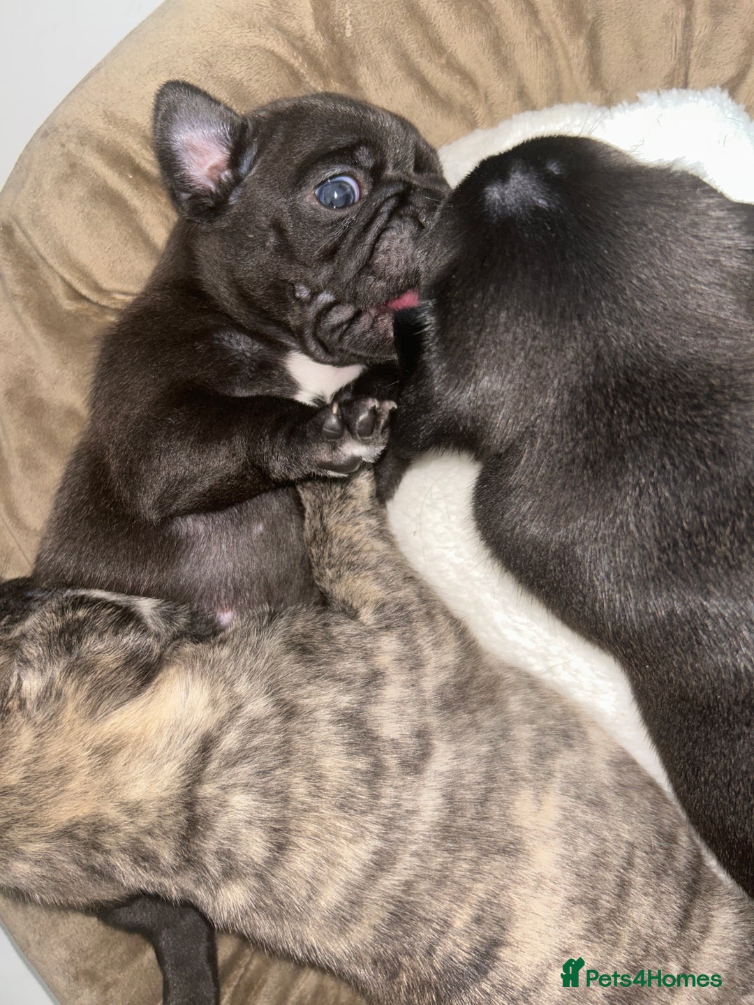 Frug dogs for sale: Frug puppies  - Advert 22