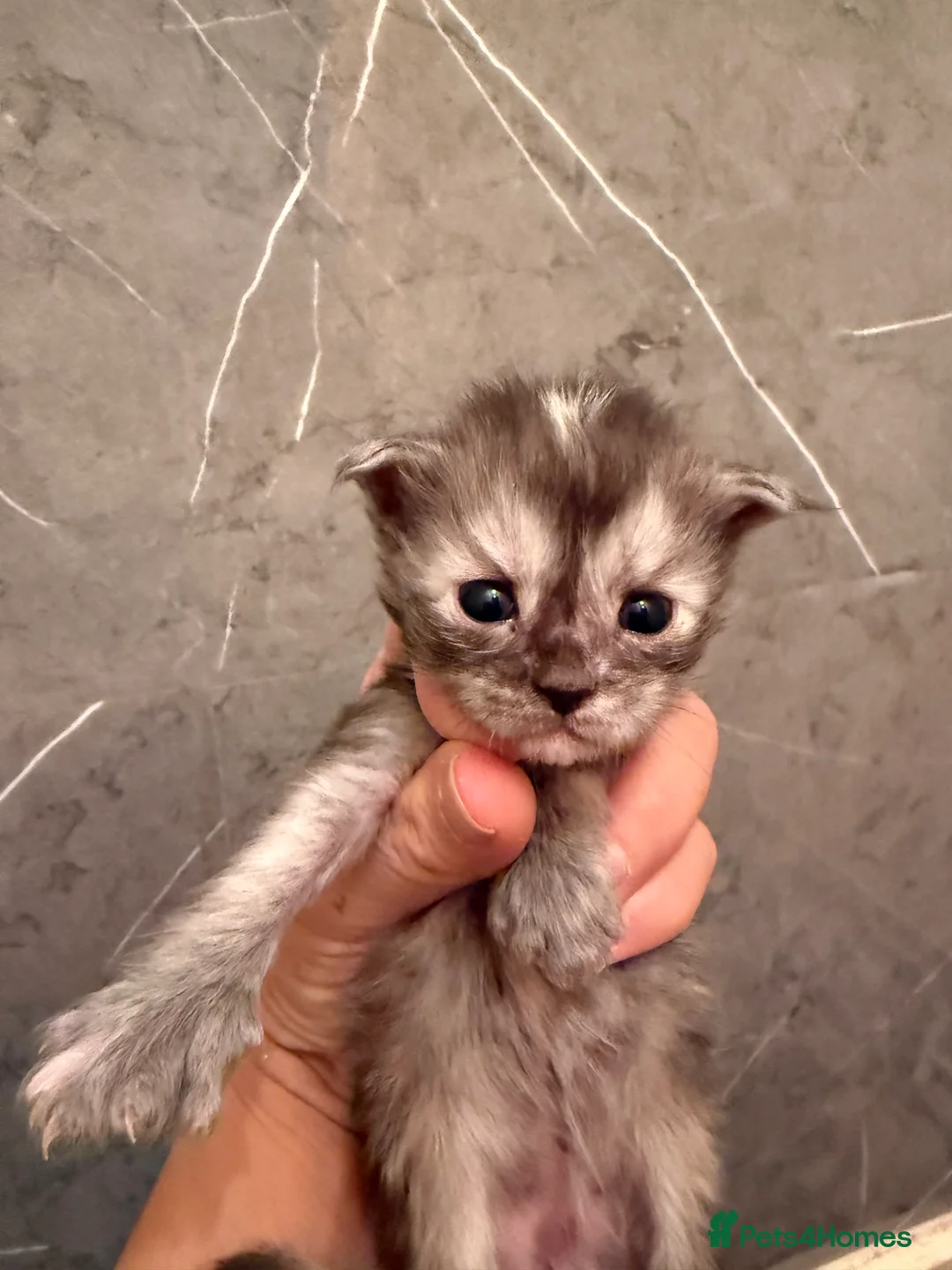 Maine Coon cats for sale: 👑 Stunning pedigree Maine coon kittens 👑  - Advert 10