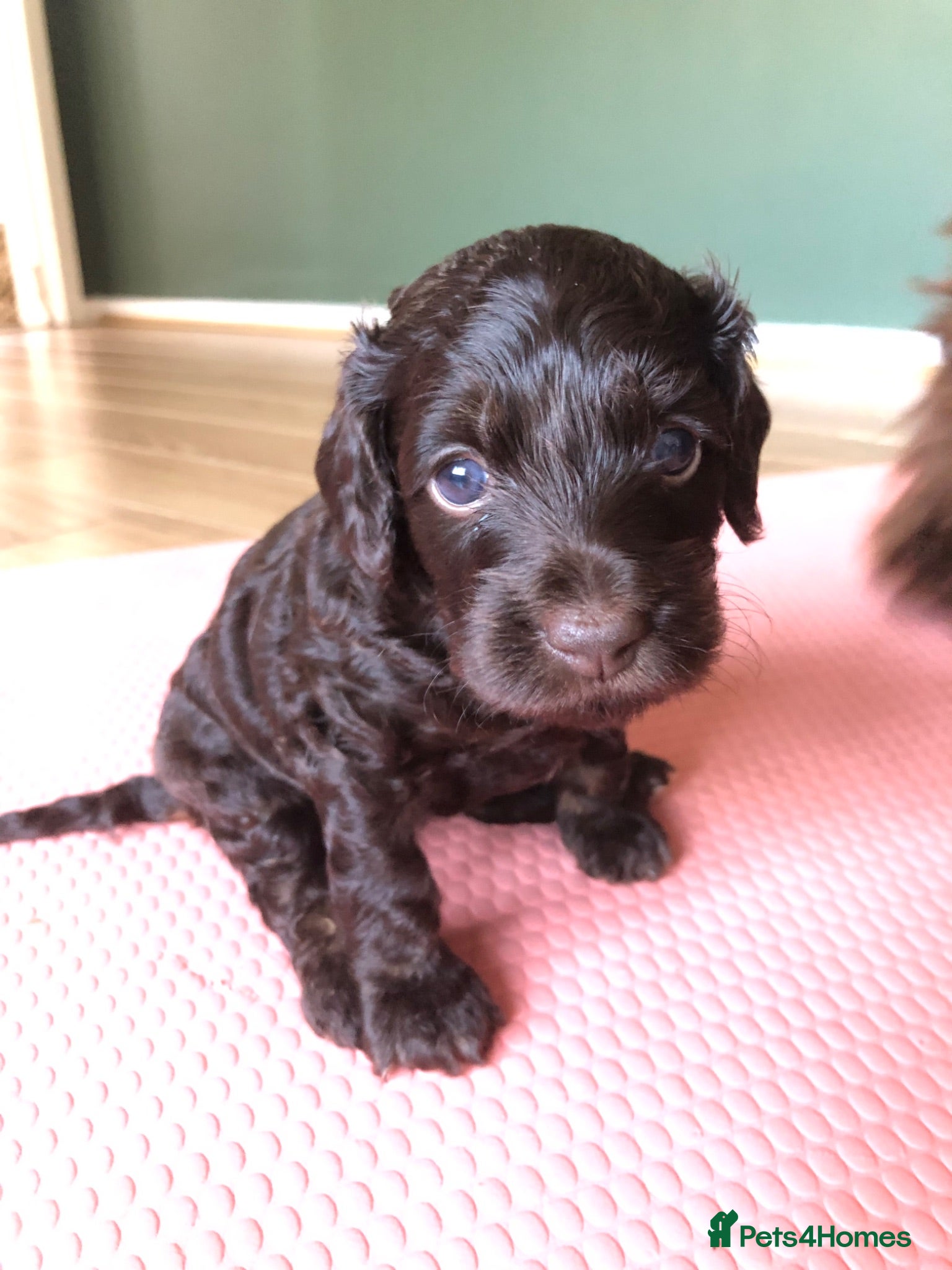 Cockapoo dogs F1b Cockapoo girl  - Advert 1
