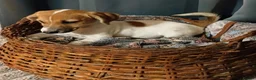 Jack Russell dogs for sale: Adorable Jack Russel Puppies  - Advert 20