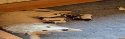 Parson Russell dogs for sale: Cracking parsons Russell puppies - Advert 1