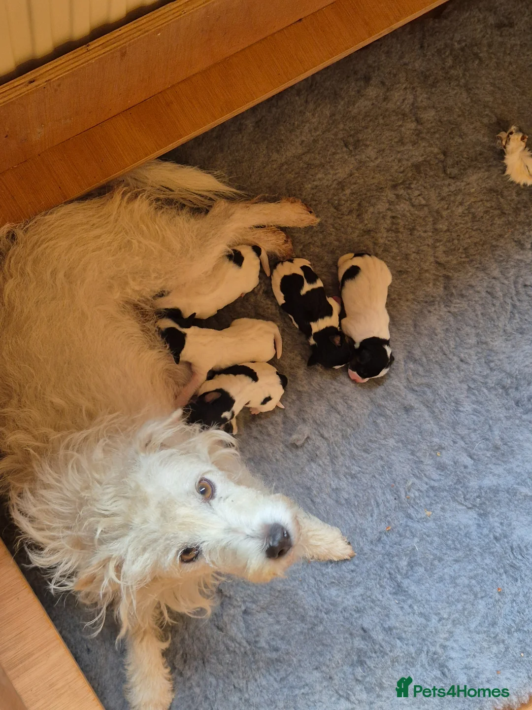 Parson Russell dogs for sale: Cracking parsons Russell puppies - Advert 1