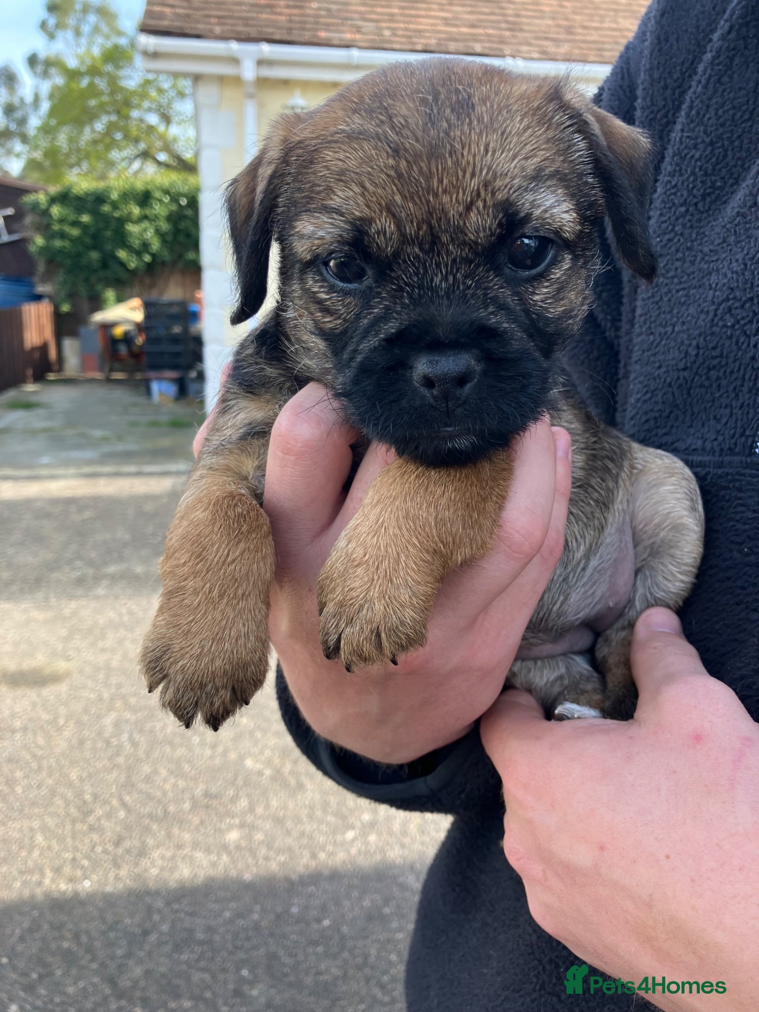 Border Terrier dogs K.C Registered border terrier vaccinated  - Advert 10