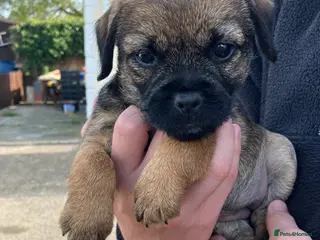 Border Terrier dogs K.C Registered border terrier vaccinated - Advert 10