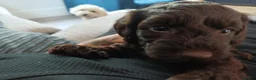 Mixed Breed dogs for sale: Multipoo X Miniature Schnauzer beautiful pups - Advert 19