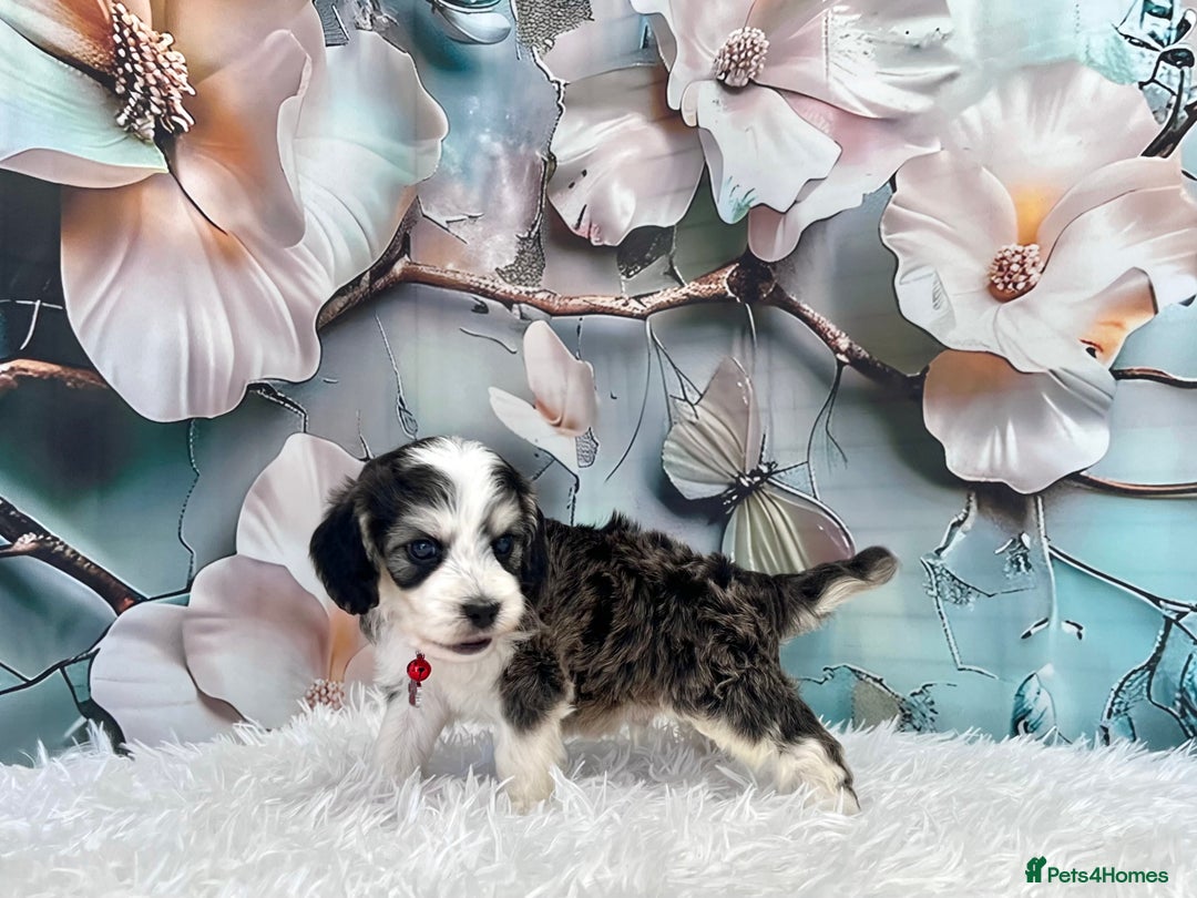 Cockapoo dogs for sale: ⭐️Rare Silver Phantom DNA CLEAR Mini F1 Cockapoos - Image 19
