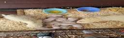 Ferret rodents for sale: Ferret in Haverfordwest - Advert 5