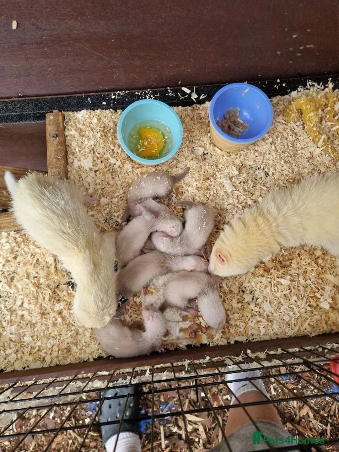 Ferret rodents for sale: Ferret in Haverfordwest - Advert 5