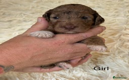 Cockapoo dogs for sale: beautiful merle cockapoo pups, ready 19th August - Image 6