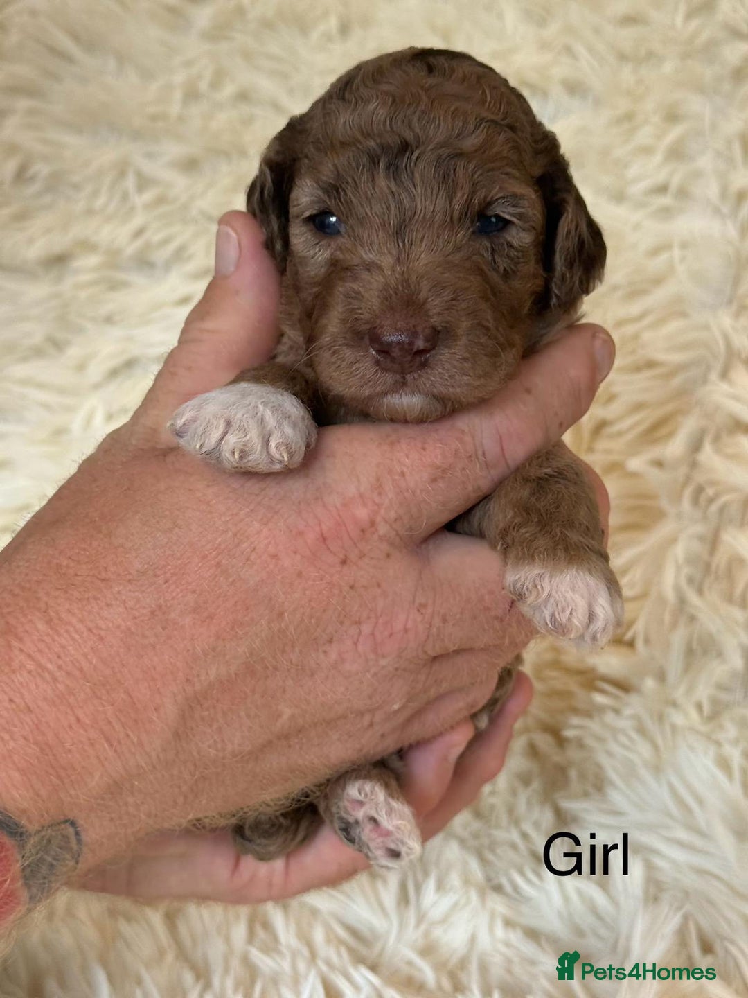Cockapoo dogs for sale: beautiful merle cockapoo pups, ready 19th August - Image 6