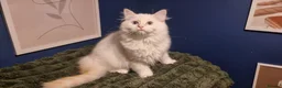 Ragdoll cats for sale: A very rare litter of kittens.  - Advert 22
