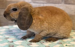 Mini Lop rabbits for sale: Rabbits for sale  - Image 9