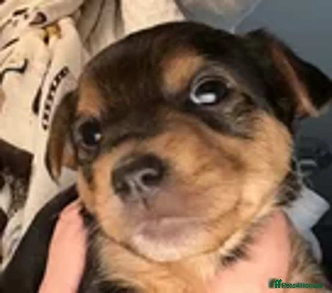 Mixed Breed dogs for sale: Jackawawa puppies 🐾💙1 boy left 💙🐾 - Image 19