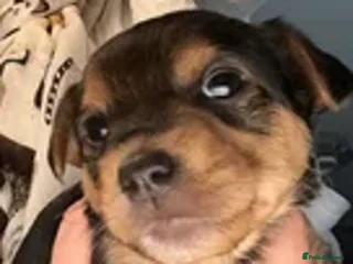 Mixed Breed dogs - Advert 2