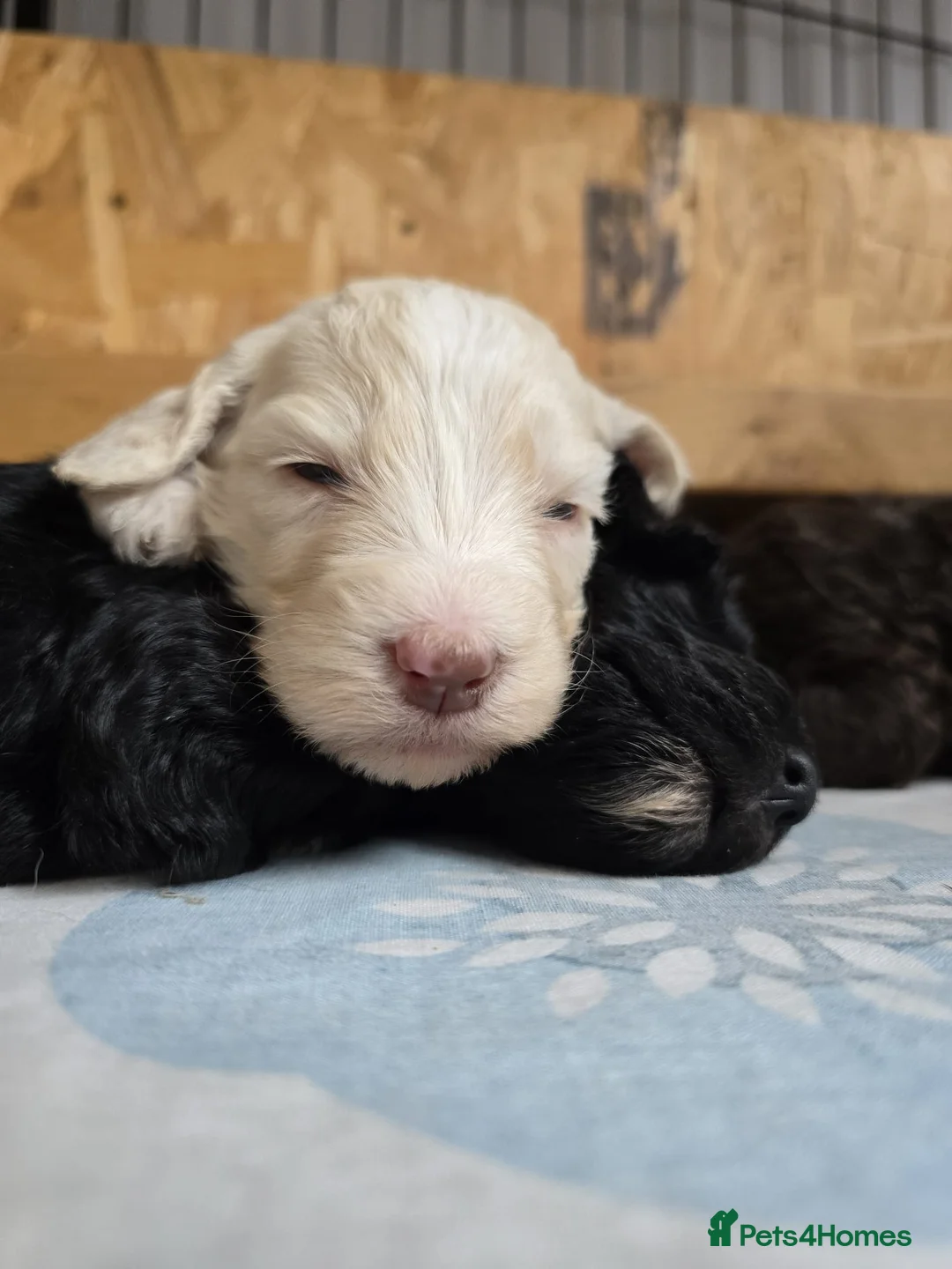 Sheepadoodle dogs for sale: Stunning sheepadoodle's - Advert 14