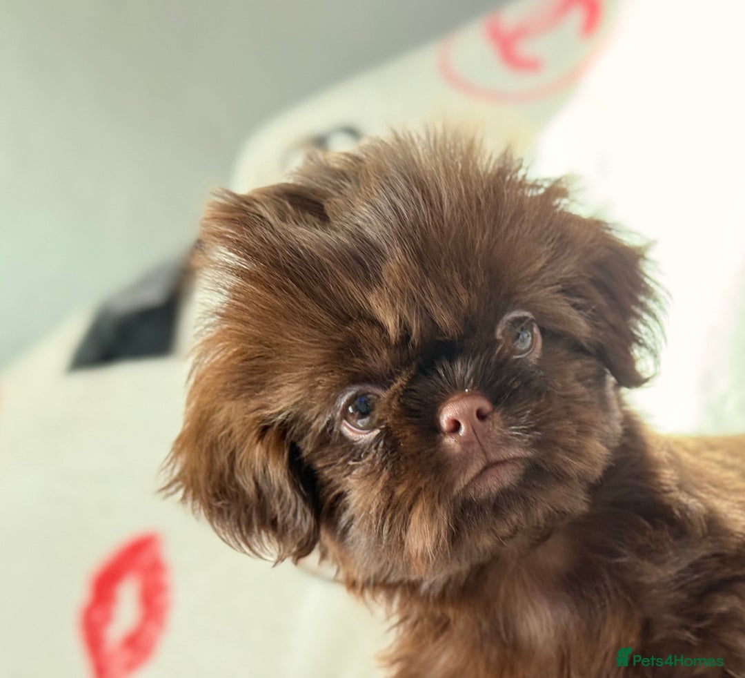Shih Tzu dogs for sale: Beautiful Imperial Shih Tzu Puppy – Brown Female - Image 5