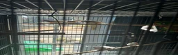 Finches birds for sale: 4 month old finches for sale  - Advert 3