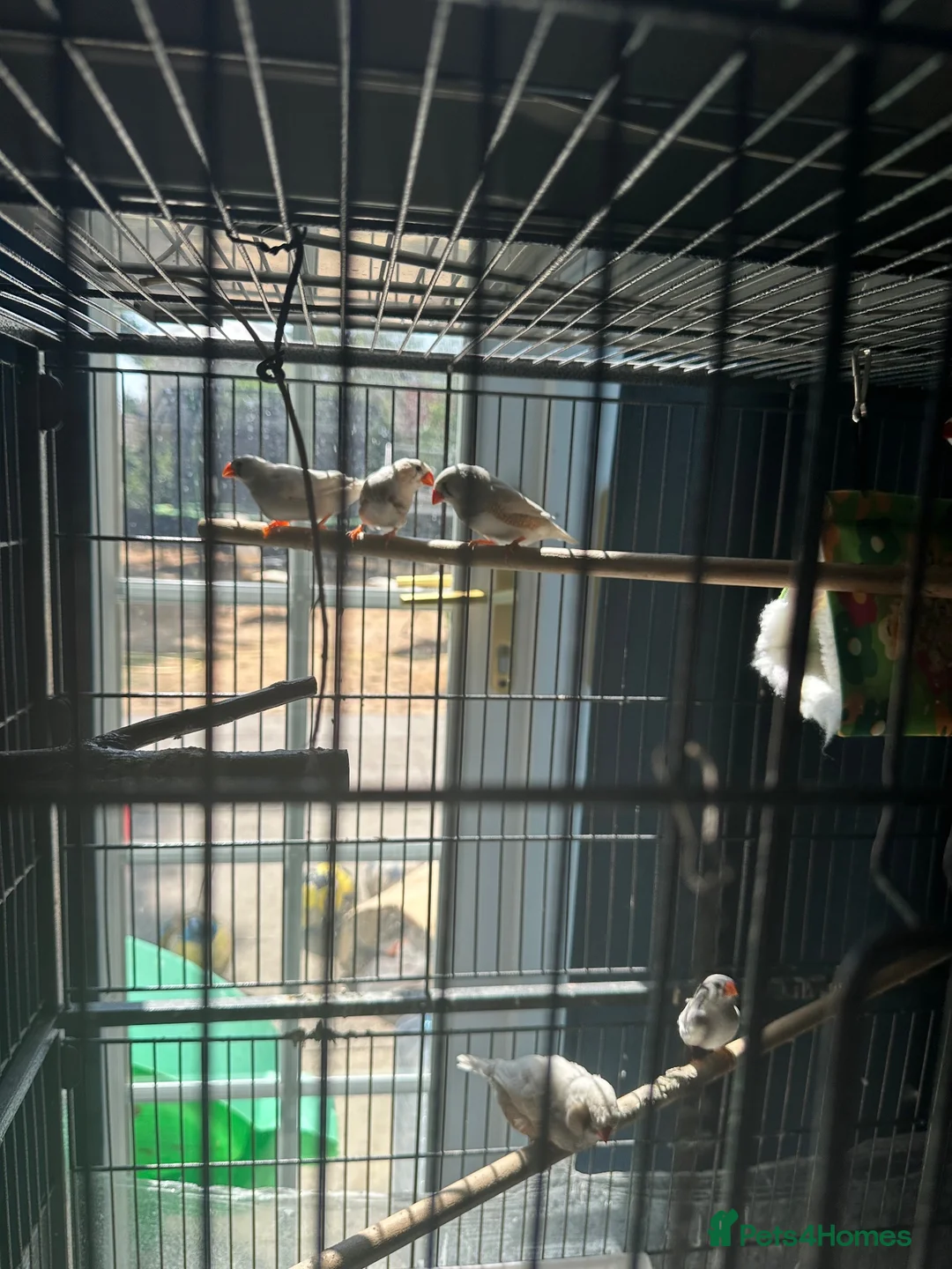 Finches birds for sale: 4 month old finches for sale  - Advert 3