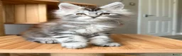 Maine Coon cats for sale: OUTSTANDING KITTENS! TICA Pedigree/Healthy/Vacc' - Advert 6