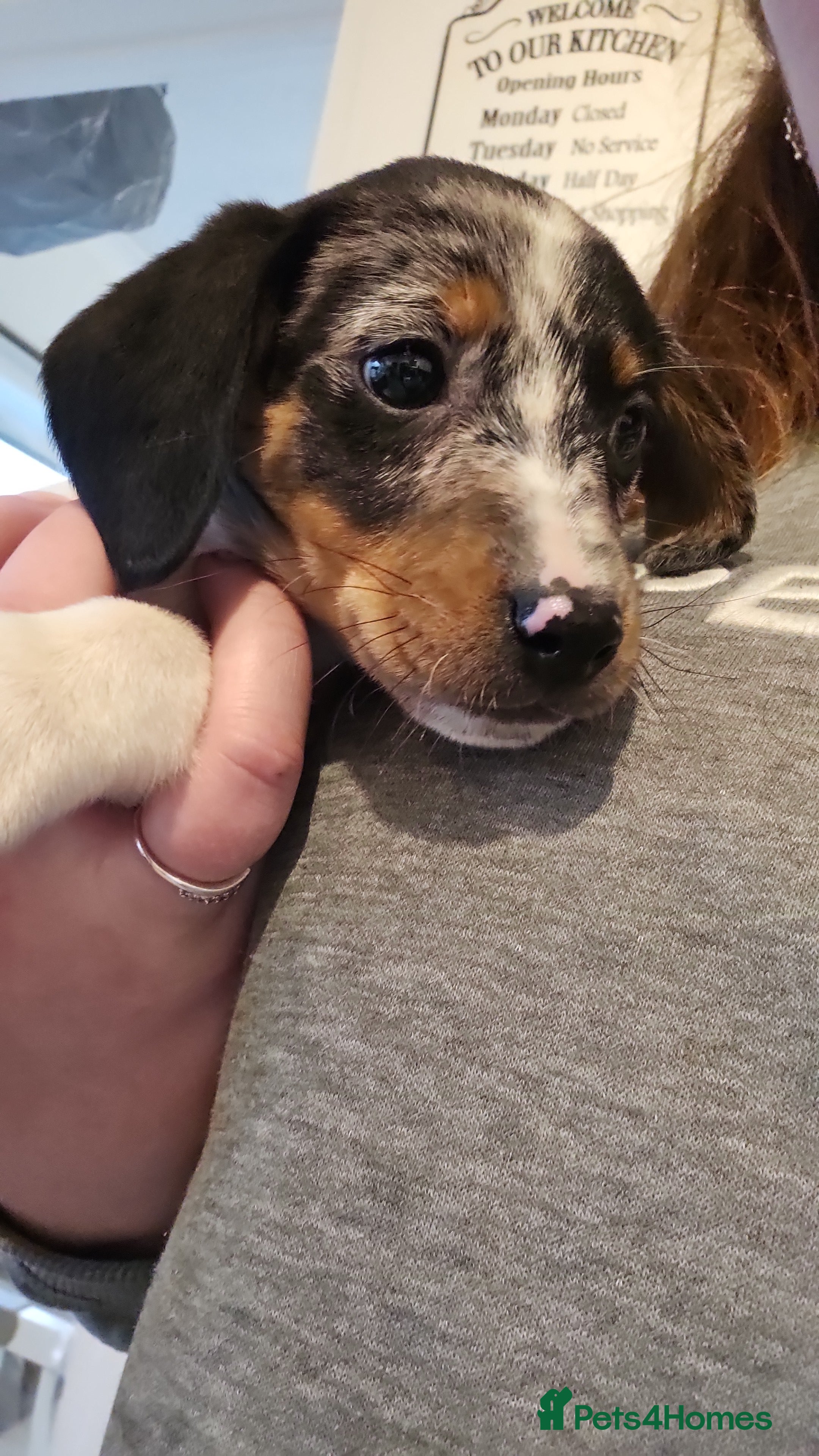 Mixed Breed dogs Saluki X Dachshund  - Advert 18