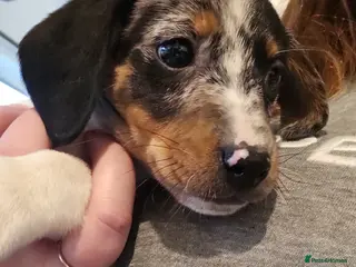 Mixed Breed dogs Saluki X Dachshund - Advert 18