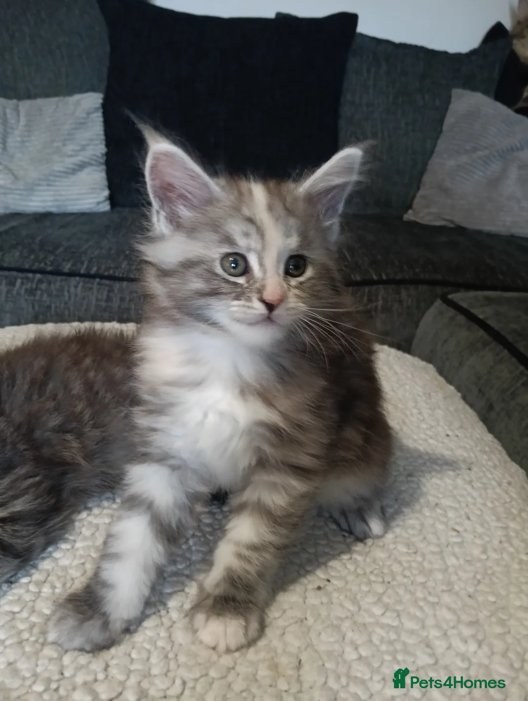 Maine Coon cats for sale: Maine coon kittens  - Advert 2