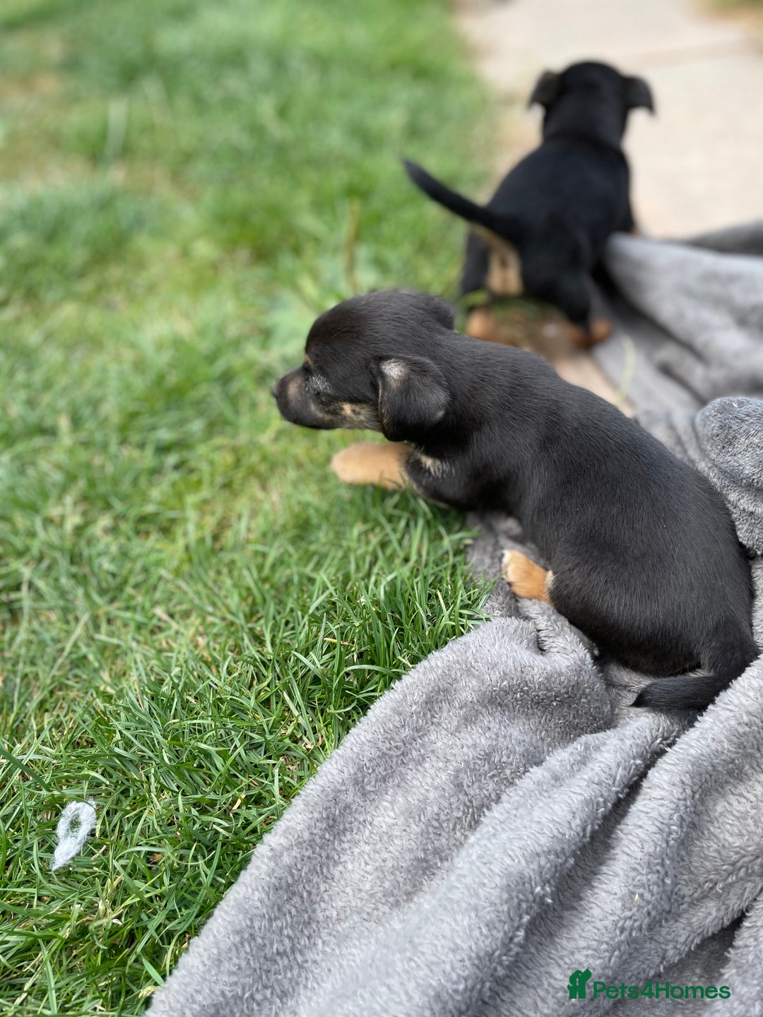 Mixed Breed dogs for sale: Jack Russell Black and Tan terrier puppies  - Image 12