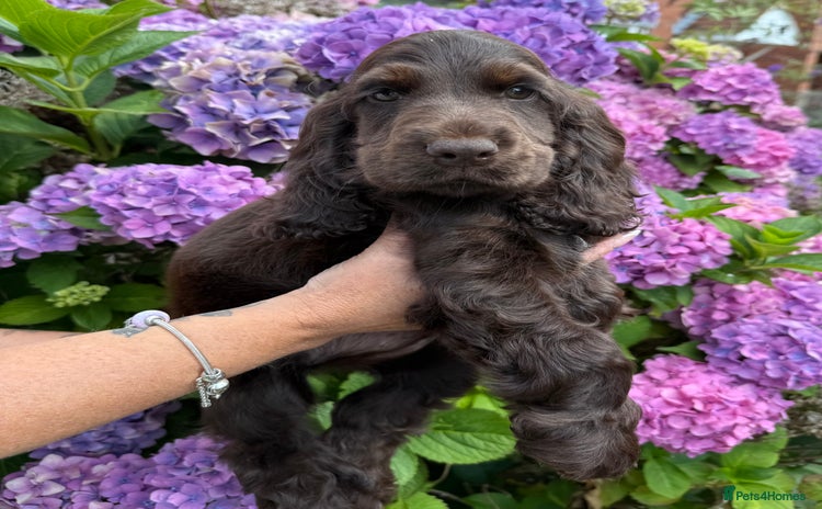 Cocker Spaniel dogs - Advert 3