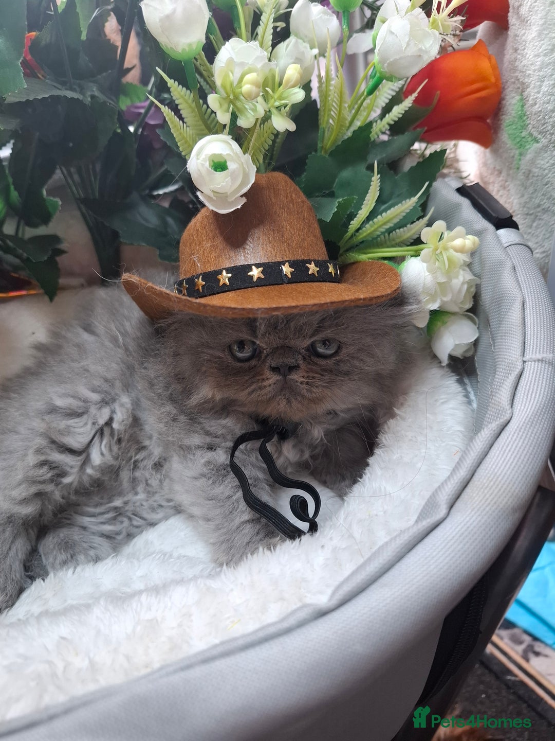 Persian cats for sale: Blue Persian kittens  - Image 35