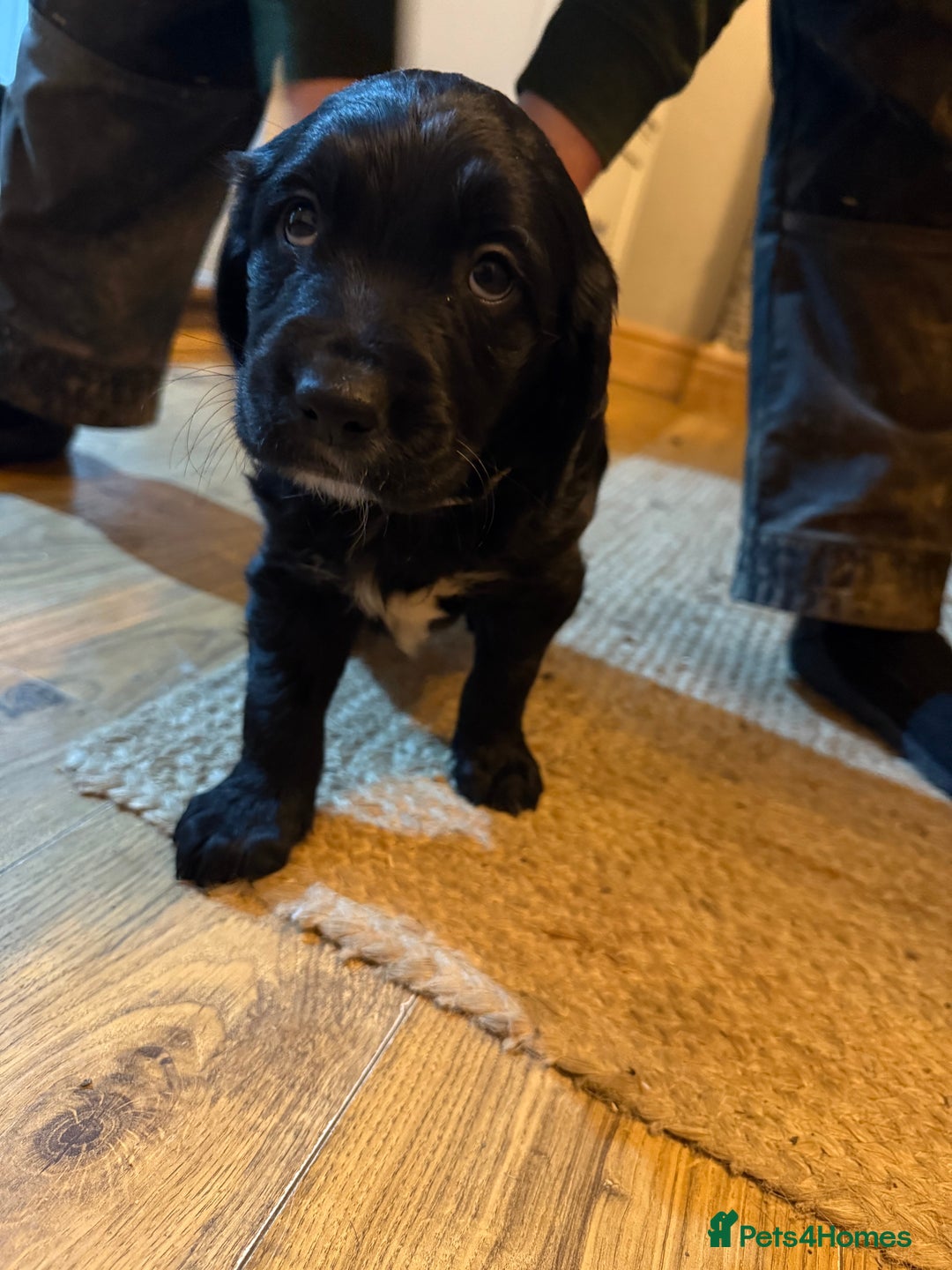 Mixed Breed dogs for sale: Golden Retriever cross Sprollies - Advert 11