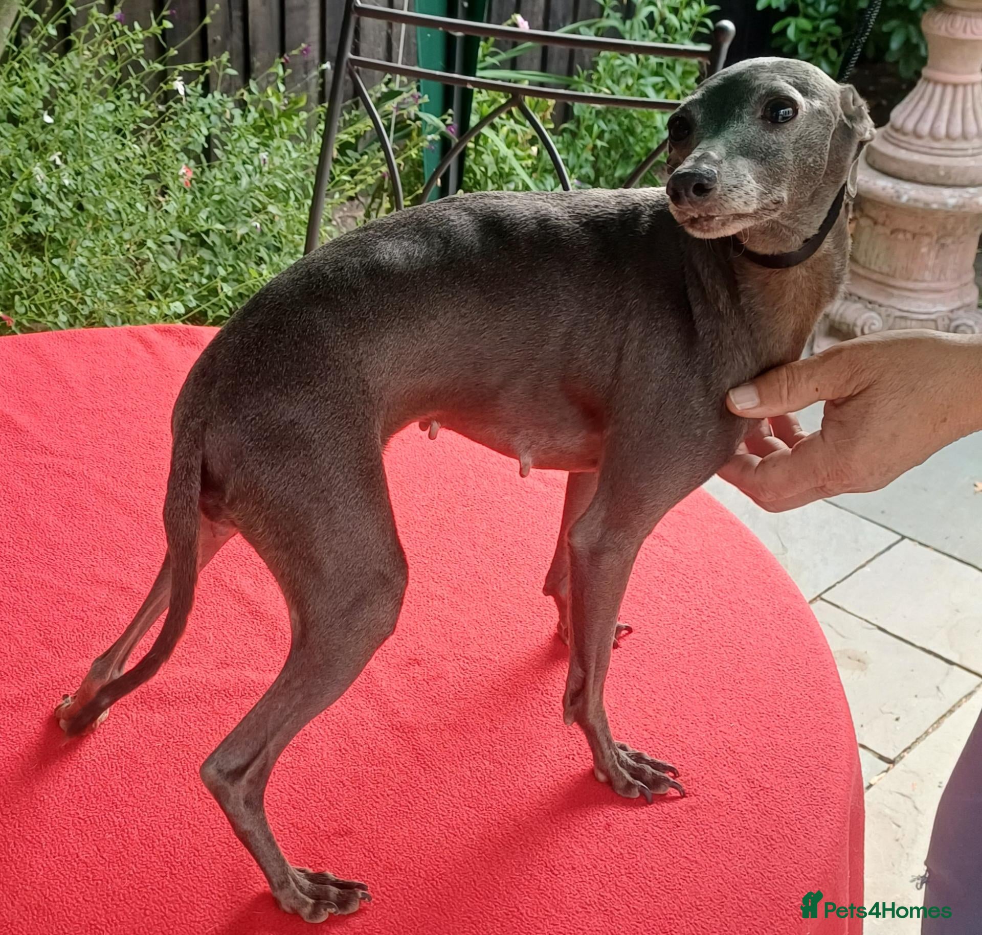 Italian Greyhound dogs Stunning Italian greyhounds - Advert 11