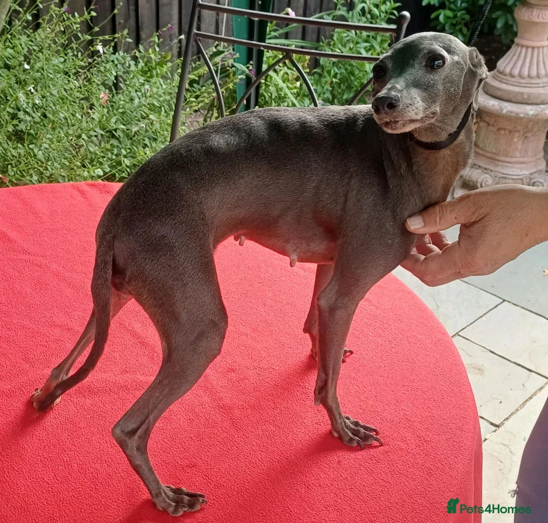 Italian Greyhound dogs for sale: Stunning Italian greyhounds - Advert 1