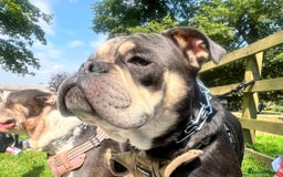 Dorset Olde Tyme Bulldogge dogs for sale: Olde English Bulldogge - Image 4