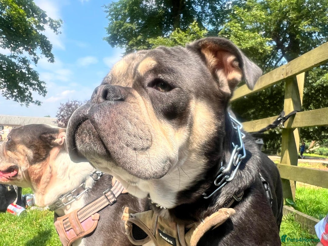 Dorset Olde Tyme Bulldogge dogs for sale: Olde English Bulldogge - Image 4
