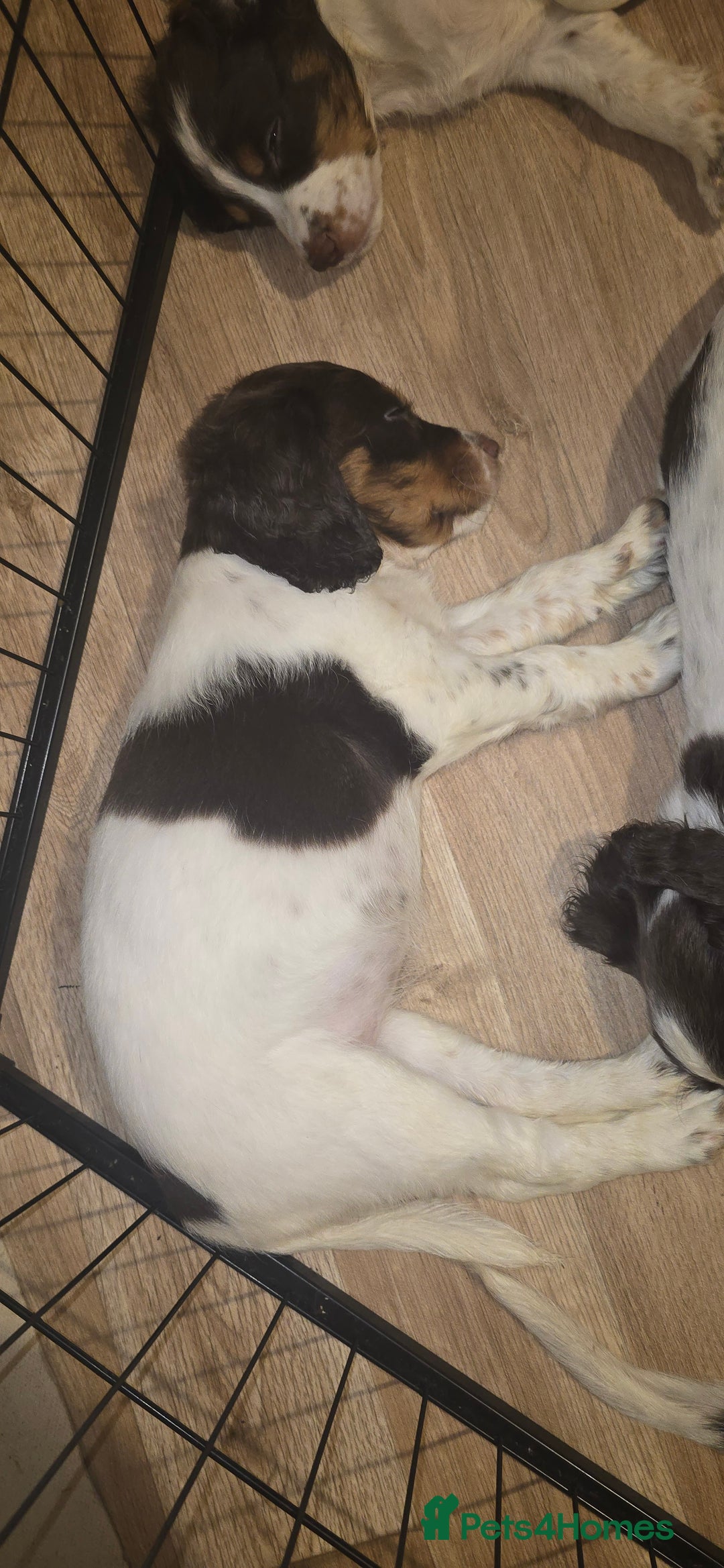 Sprocker dogs for sale: Home-Reared Sprocker Puppies  - Advert 31