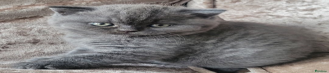 British Shorthair female kitten
