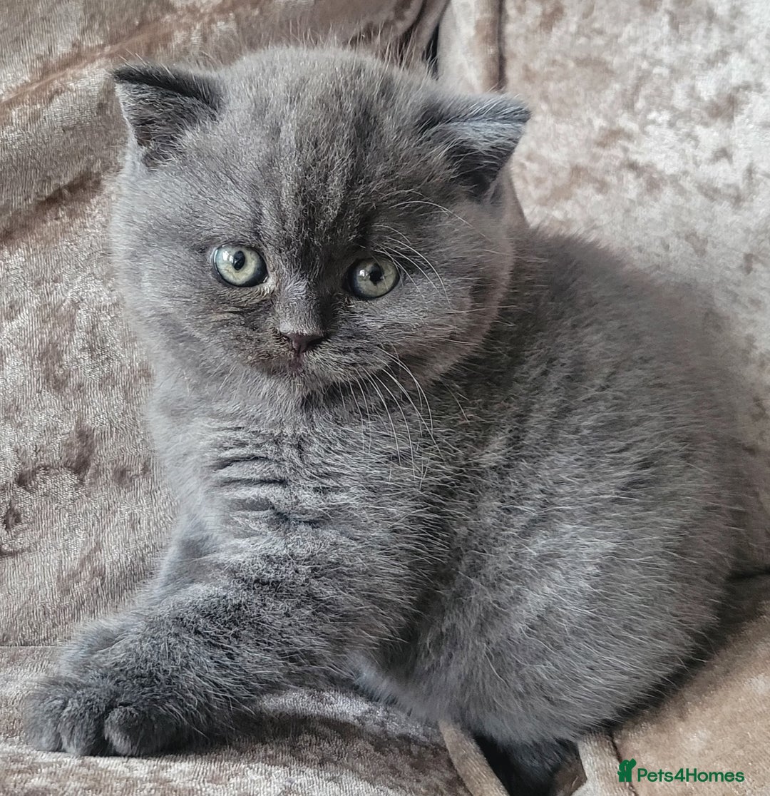 British Shorthair cats for sale: British blue shorthair female kitten - Image 2