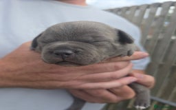 Staffordshire Bull Terrier dogs for sale: Stunning KC Staffs Very Unique colours - Image 26
