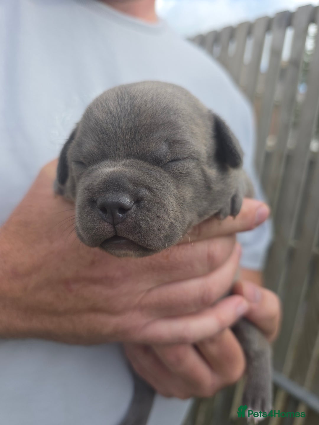 Staffordshire Bull Terrier dogs for sale: Stunning KC Staffs Very Unique colours - Image 26