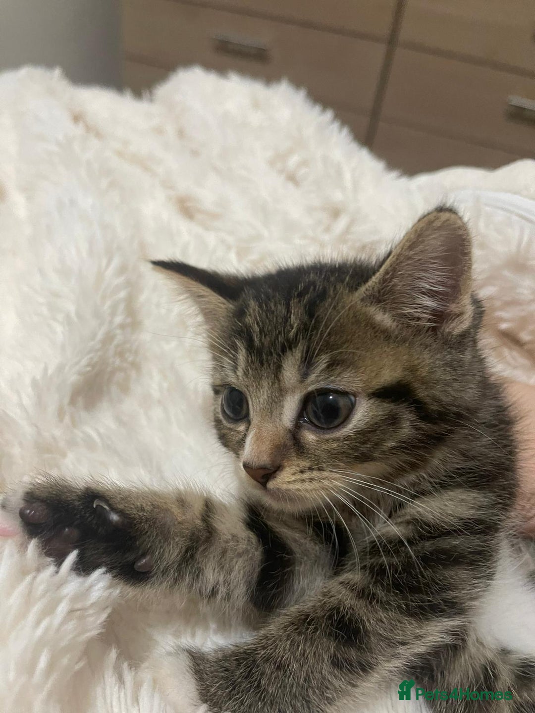 British Shorthair cats for sale: Cute British X kittens - Advert 7